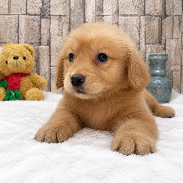 黃金獵犬.png