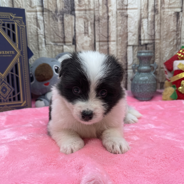 邊境牧羊犬1.jpg