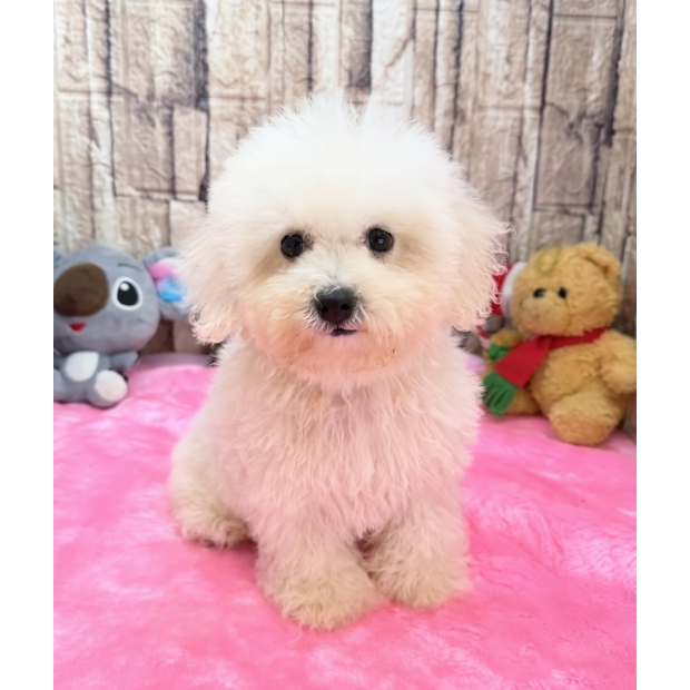 比熊犬1.jpg
