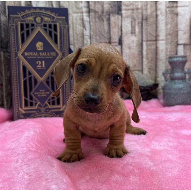 臘腸犬3.jpg