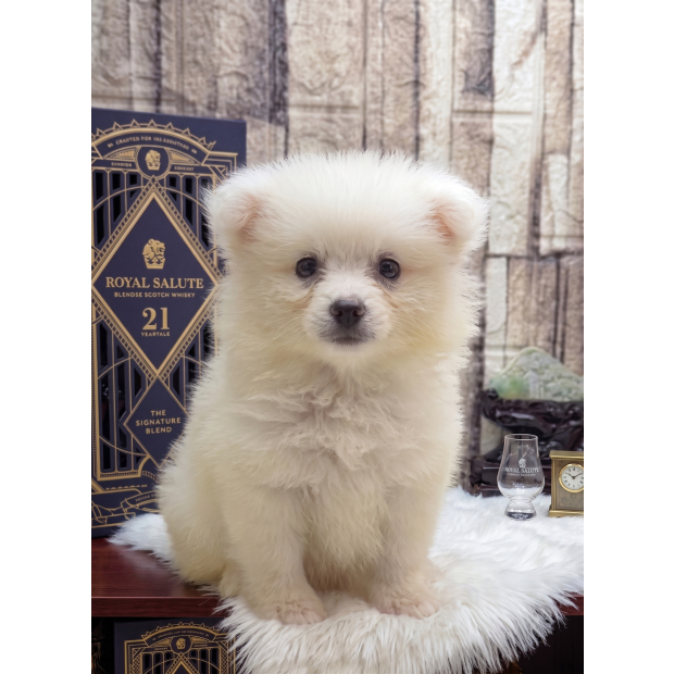 狐狸犬2.jpg
