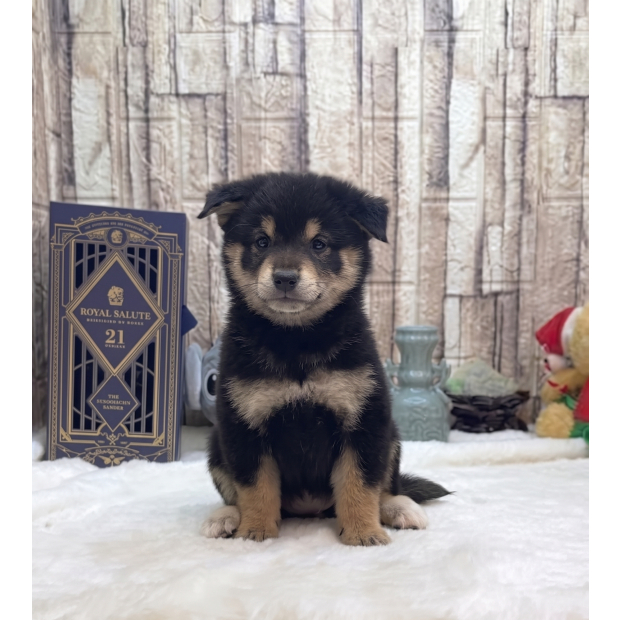柴犬2 _2_.jpg